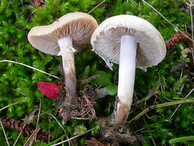 Agrocybe sororia s.l.
